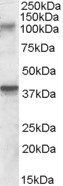 GRIK3/GLUR7 Antibody