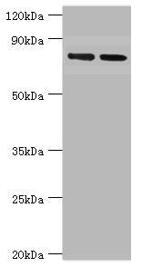 FOLH1 Antibody
