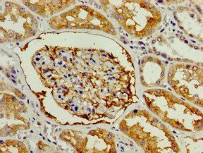 ENPEP Antibody
