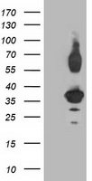 GSS Antibody