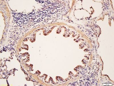 Glycophorin C/CD236 Rabbit Polyclonal Antibody