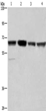 GLYR1 Antibody
