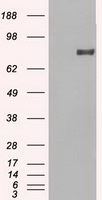 CSF2RA Antibody