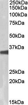 Goat anti-GNB3 & GNB4 Antibody