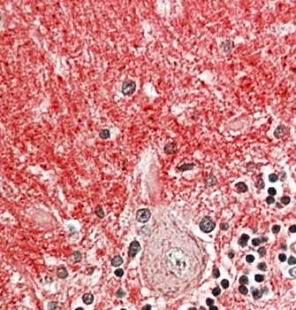 Goat anti-GNB3 & GNB4 Antibody