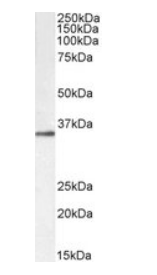 Goat anti-GNB3 & GNB4, Biotinylated Antibody
