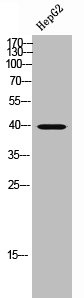 GNB5 Antibody