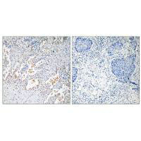 GNB5 Antibody
