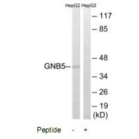 GNB5 Antibody
