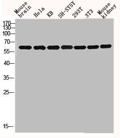 GNL3L Antibody