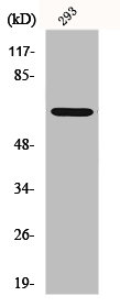 GNL3L Antibody