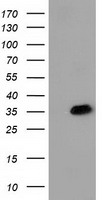 GNMT Antibody
