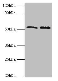 GOPC Antibody
