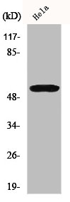 GORASP2 Antibody
