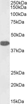 GOT1 (aa 157-167), Biotinylated Antibody (Biotin)