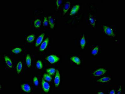 GP9 Antibody