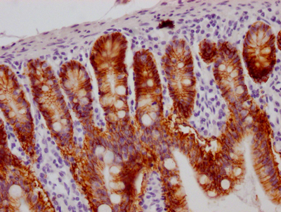 GPA33 Antibody