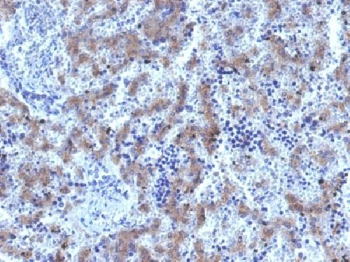 GPC3 Antibody