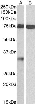 GPM6A Antibody