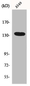 ADGRG6 Antibody