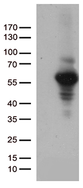 GPR17 Antibody