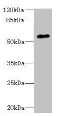 GPR176 Antibody