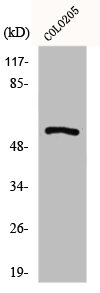 GPR176 Antibody