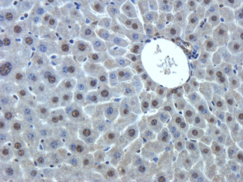 GPR1 Rabbit Polyclonal Antibody