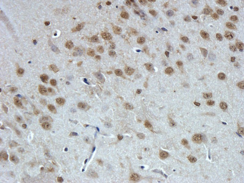 GPR1 Rabbit Polyclonal Antibody