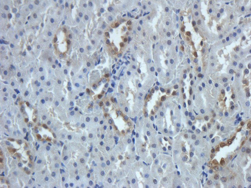 GPR1 Rabbit Polyclonal Antibody