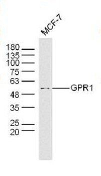 GPR1 Rabbit Polyclonal Antibody
