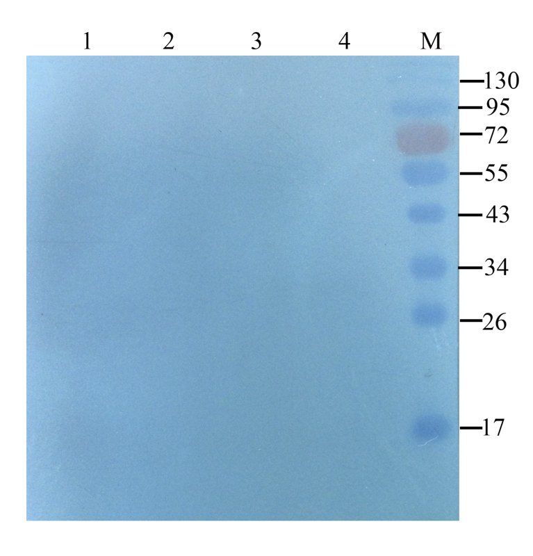 GPR1 Rabbit Polyclonal Antibody