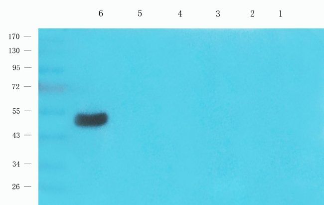 GPR35 Rabbit Polyclonal Antibody