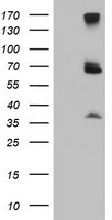 LGR4 Antibody