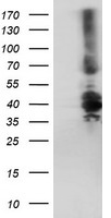 LGR4 Antibody