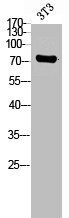 ADGRG1 Antibody