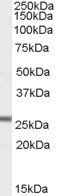 GPX3 Antibody