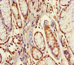 GPX8 Antibody