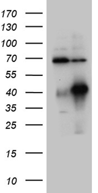 GRN Antibody