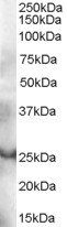 GRAP Antibody