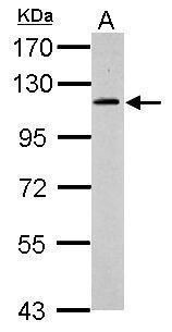 GRASP1 Rabbit Polyclonal Antibody