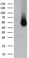 GRIPAP1 Antibody