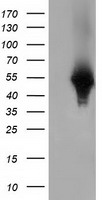 GRIPAP1 Antibody