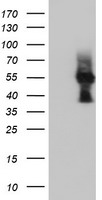 GORASP1 Antibody