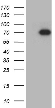 GRB10 Antibody