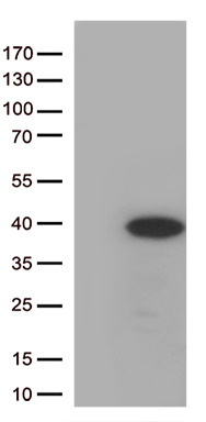GRB10 Antibody