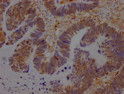 GRB2 Antibody
