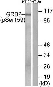 GRB2 (Phospho-Ser159) Antibody