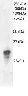 GRB2 Antibody