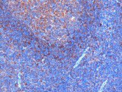 GRB2 Antibody